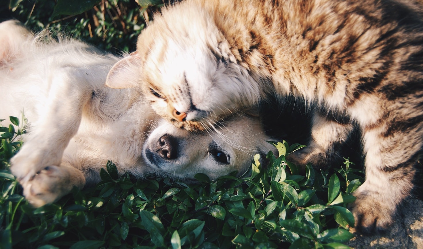 Wie Sie das perfekte Futter für Ihren Hund finden