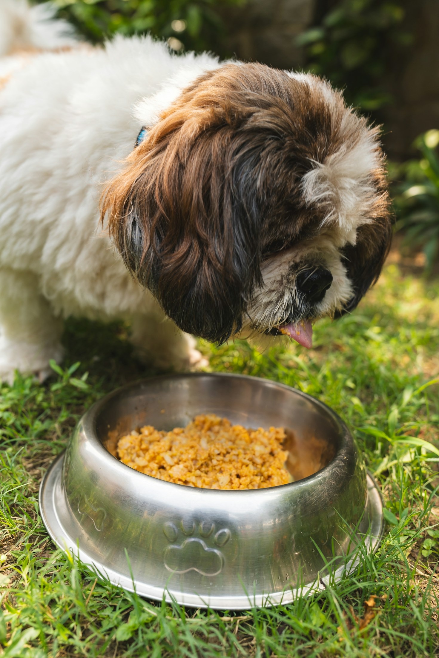 Hochwertiges Hundefutter: Was ist wichtig?